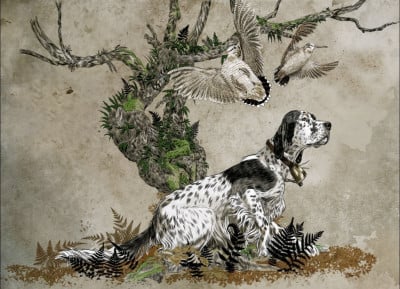 Étalon Setter Anglais - TR. Silver Des Collines Limousines