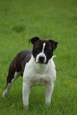 Étalon American Staffordshire Terrier - moonrising Stainless steel arrow