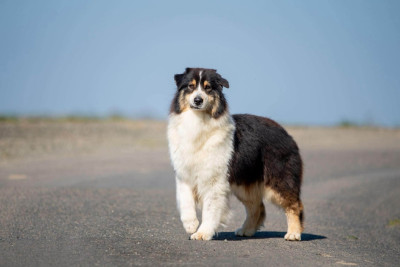 Étalon Berger Australien - Utopie du Feeling de Nolister