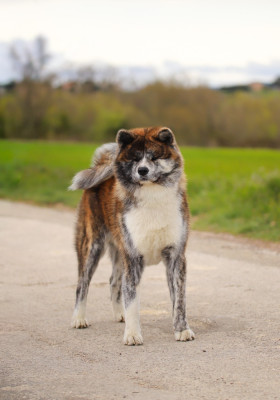 Étalon Akita - Vates diamant ginki hikaru Shingeki No Inu