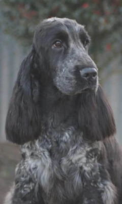 Étalon Cocker Spaniel Anglais - gerini's truelife Zaffiro dit zeus