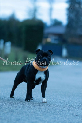 Étalon Staffordshire Bull Terrier - Ultra-violet Of The Guardian's Mind