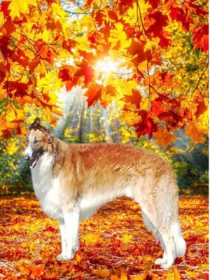 Étalon Barzoi - Usko legends and the fall du Domaine d'Iasnaïa-Poliana