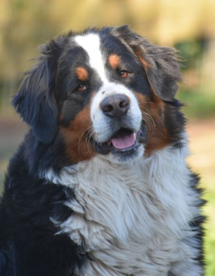 Étalon Bouvier Bernois - Vanille coco des Îles Des Terres D'alicia