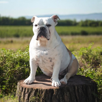 Étalon Bulldog Anglais - Une'tchoupie Du clos sara