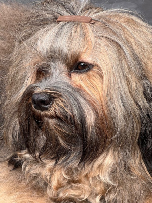 Étalon Bichon Havanais - Démi havanos péduté