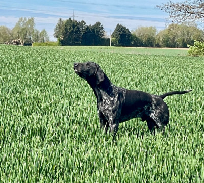 Étalon Braque allemand à poil court - CH. Ultra du Clos de Reve d'Or