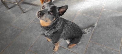 Étalon Bouvier australien - Tite Bluey Des Minis Pasquito