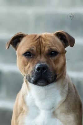 Étalon Staffordshire Bull Terrier - Vampire diaries Of The Guardian's Mind