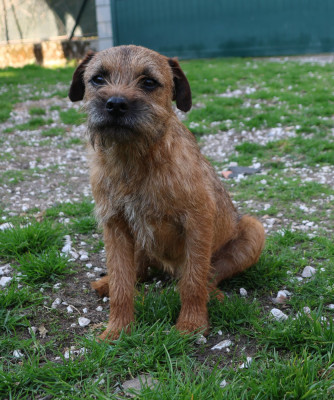Étalon Border Terrier - Uppercut Des petites nouches
