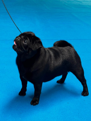 Étalon Carlin - Very important pug Des Bouilles De Clown
