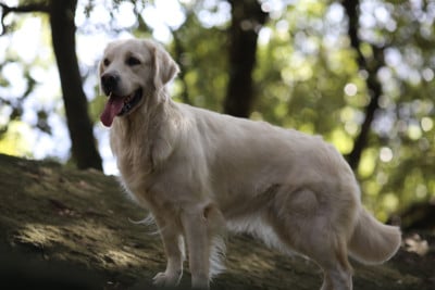 Étalon Golden Retriever - CH. Tequila sunrise for dragons (Sans Affixe)