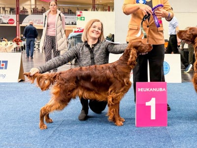 Étalon Setter irlandais rouge - Riverwood Xsi bitsy teenie weenie