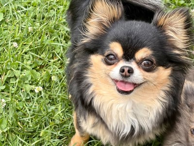 Étalon Chihuahua - Une princesse vaiana Des Minis Bombes