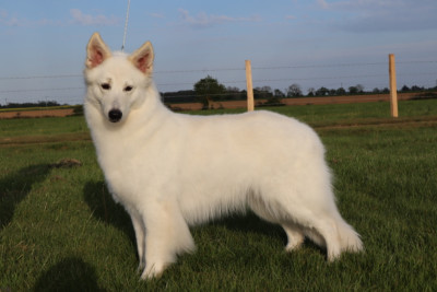 Étalon Berger Blanc Suisse - U'love du Domaine Des Pertins