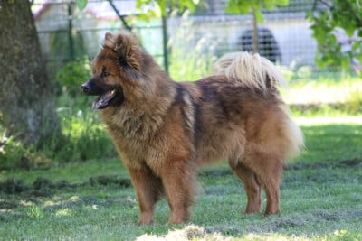 Étalon Eurasier - Vraska Des Hauts De Chamboursat