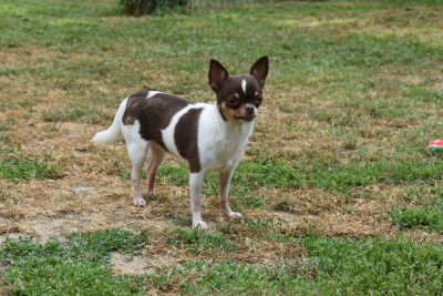 Étalon Chihuahua - Sally de l'elixir d'amour