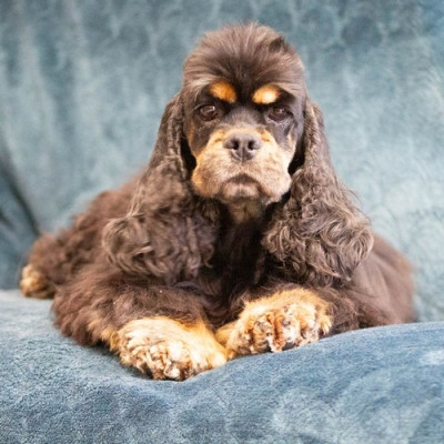 Étalon American Cocker Spaniel - rainbow colors Thèmis