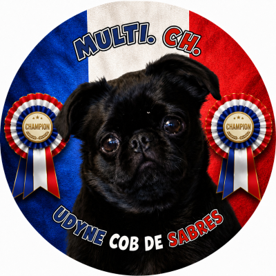 Étalon Petit Brabançon - CH. Udyne cob de Sabres