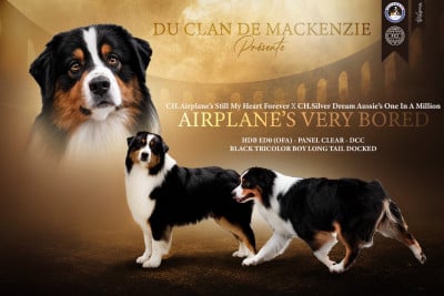 Étalon Berger Australien - airplane's Very bored