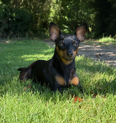 Étalon Pinscher nain - Upsy De La Plaine Bretonne