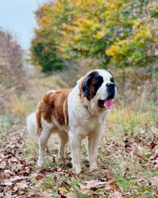 Étalon Chien du Saint-Bernard - Vaniglia Totem Bau
