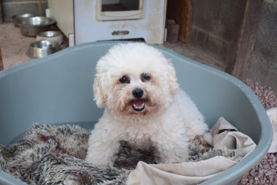 Étalon Bichon Frise - (Sans Affixe) Marry poppins luxury fashion