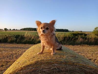 Étalon Chihuahua - Romane Dollhouse
