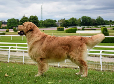 Étalon Golden Retriever - Masters of Water Sky}
