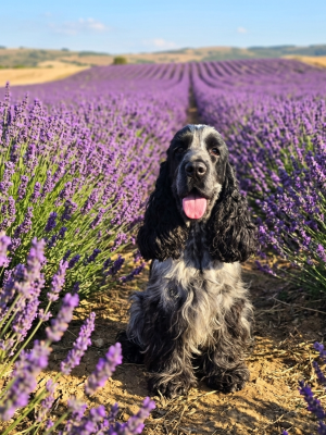Étalon Cocker Spaniel Anglais - Voyou Du Royaume De Lecki