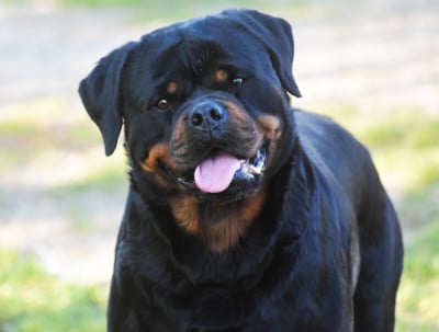 Étalon Rottweiler - Umpalumpa Vom Owane's Paradise