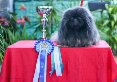 Étalon Pekinois - Victor snow Du Palais Des Princes Dragon