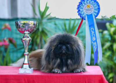 Étalon Pekinois - Victoria beauty Du Palais Des Princes Dragon