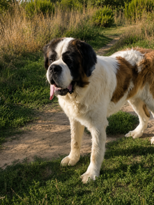 Étalon Chien du Saint-Bernard - Valerian de la Boutinais