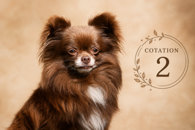 Étalon Chihuahua - Prinz choco des Ptits Loulous D'emilie