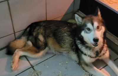 Étalon Alaskan Malamute - Roya Des marais de courmont