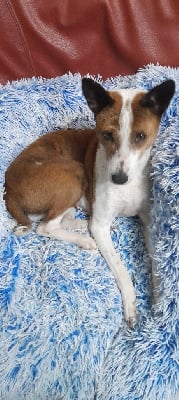 Étalon Basenji - Love story Of swala pala