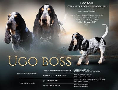 Étalon Basset bleu de Gascogne - Ugo boss des vallées longeronnaises