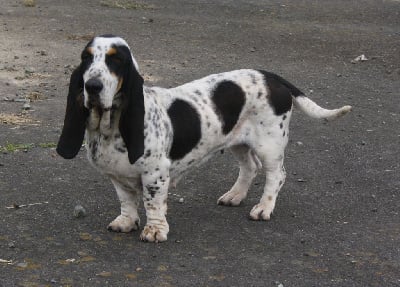 Étalon Basset bleu de Gascogne - Topaze des vallées longeronnaises