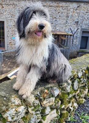 Étalon Bearded Collie - Sofia du moulin de l'Auray