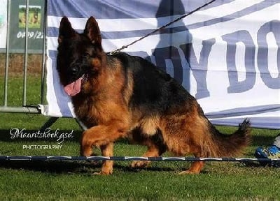 L'orange di casa beggiato