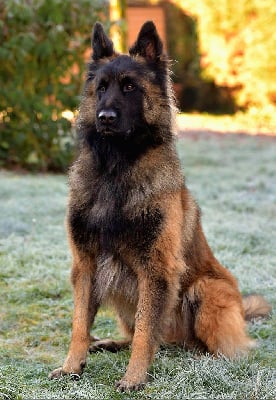 Seven De L'Empire Du Mont Sombet