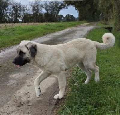 Étalon Berger Kangal - Vaya-tamia du Domaine de Sara