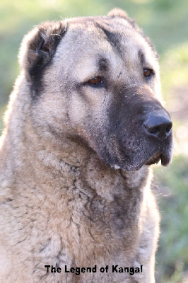 Étalon Berger Kangal - Elmas panter kangal Titre Initial