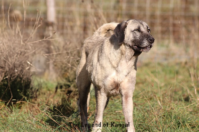 Étalon Berger Kangal - Pelin kangal Titre Initial
