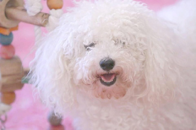 Étalon Bichon Frise - Tania de la Felhotte