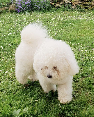 Étalon Bichon Frise - Sunny de la grande equinoxe