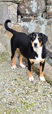 Étalon Bouvier de l'Entlebuch - V daisy (Sans Affixe)