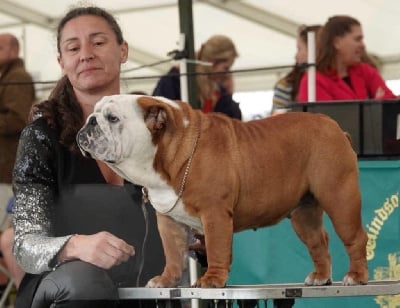 Étalon Bulldog Anglais - CH. Illusion zet 777