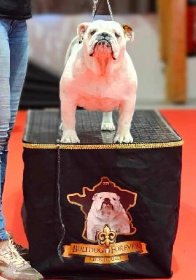 Étalon Bulldog Anglais - Xtravagancy girl Babynoubull